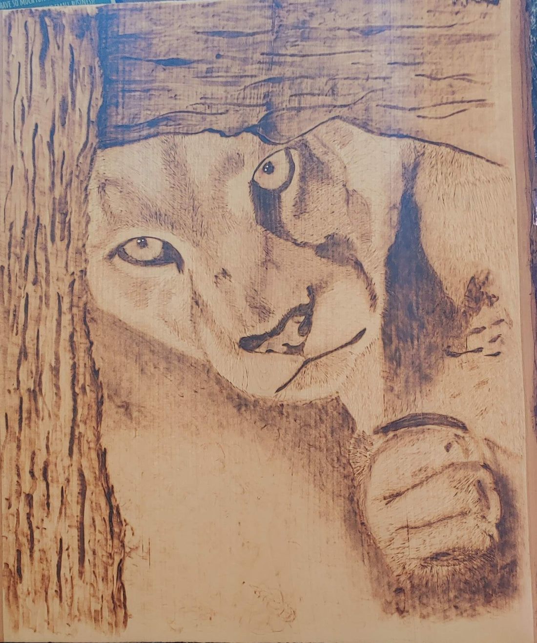 Peeking Lion