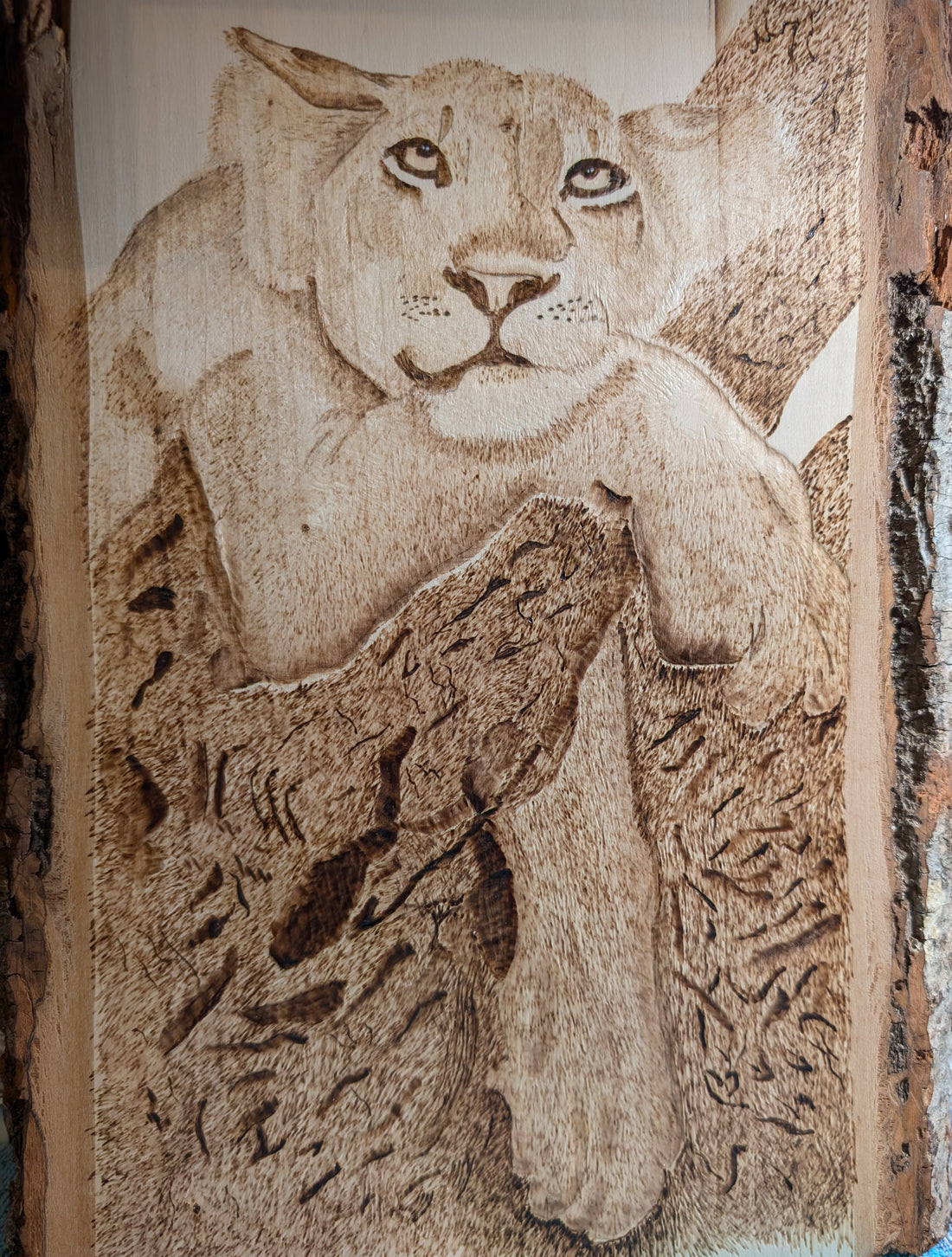 Lazy lioness