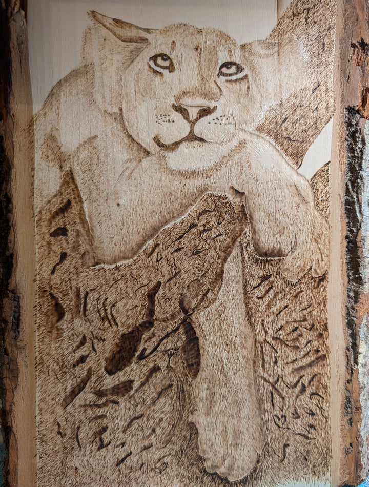 Lazy lioness
