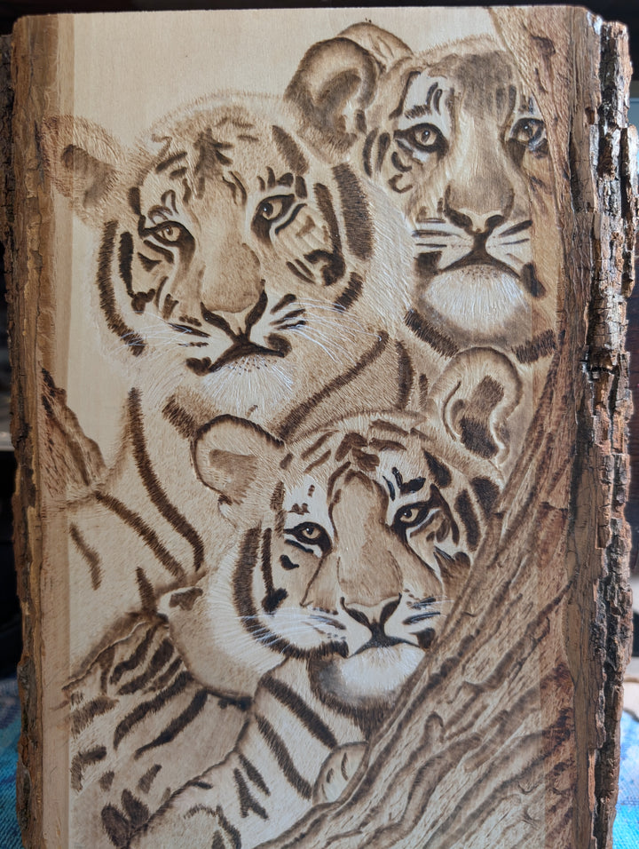 Tiger cubs
