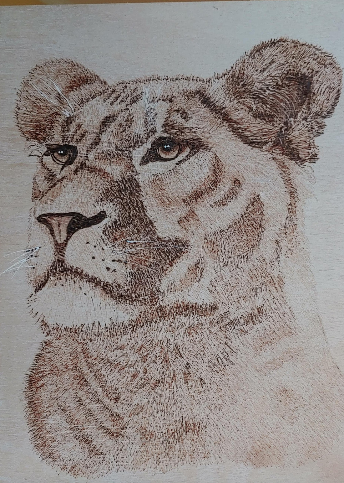 Lioness