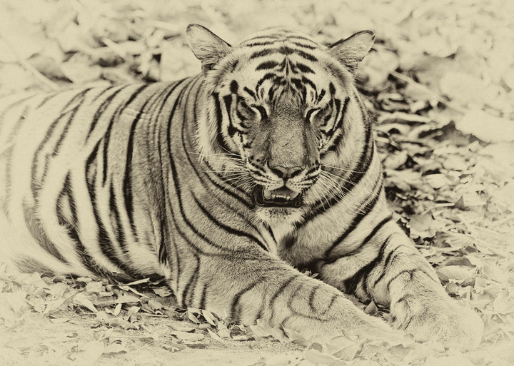 Big Cats